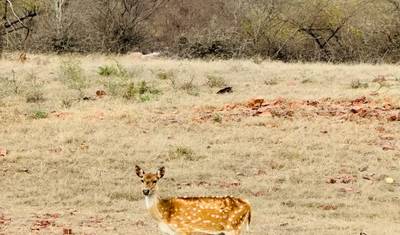 Luxury Taj and Tigers Safari — 4