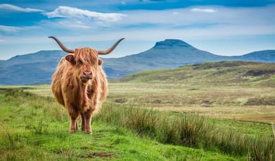 Magiczny Mull z Glasgow - 3 dni — 5