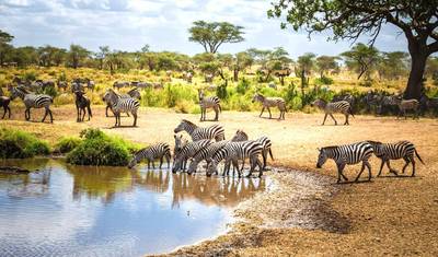 رحلة سفاري لمدة 3 أيام إلى Serengeti National Park — 4