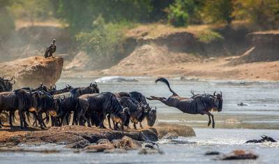 رحلة سفاري لمدة 3 أيام إلى Serengeti National Park — 5