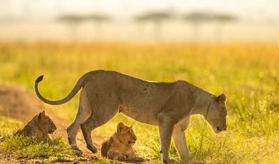 رحلة سفاري لمدة 3 أيام إلى Serengeti National Park — 3