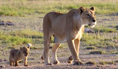 Safári Africano: Quênia e Tanzânia (Nairóbi ao Parque Nacional Tarangire) (2026) — 3