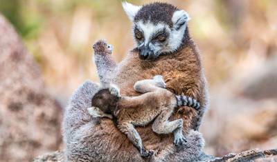 Customized 8 Days Madagascar Fully Guided Family Tour with Whale (Private) — 3