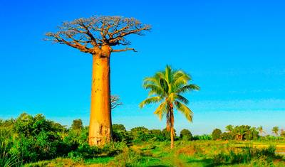 Customized 8 Days Madagascar Fully Guided Family Tour with Whale (Private) — 5