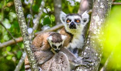 Tailor-made 15 Days Madagascar Active Tour for Baobabs & Lemurs, Daily Start — 5