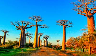 Tailor-made 15 Days Madagascar Active Tour for Baobabs & Lemurs, Daily Start — 3