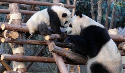 周遊旅行 - チベットを含む中国 (成都発フランクフルト・アム・マイン行き) — 2