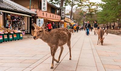 Japan's Golden Route — 5
