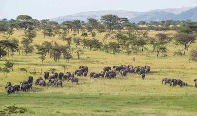 Przygoda Safari w Tanzanii — 2