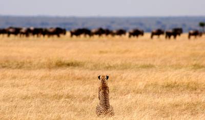 Przygoda Safari w Tanzanii — 4