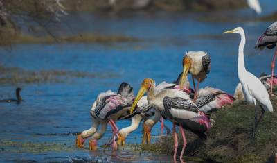タージ・マハルを巡るインド最高の野生動物ツアー — 2