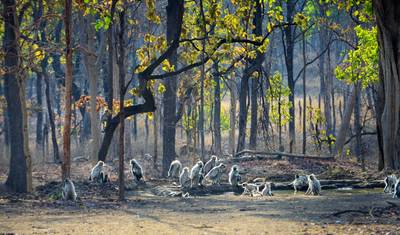 Wielka Wyprawa Safari z Tygrysami: Odkrywanie Tadoba, Pench, Kanha i Bandhavgarh — 2