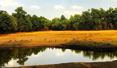 Wielka Wyprawa Safari z Tygrysami: Odkrywanie Tadoba, Pench, Kanha i Bandhavgarh — 4