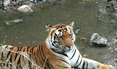 Wielka Wyprawa Safari z Tygrysami: Odkrywanie Tadoba, Pench, Kanha i Bandhavgarh — 5