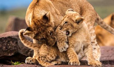 豪華な冒険：ケニアとタンザニアの最高峰 — 3