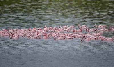 Tanzania Wildlife Expedition & Zanzibar Beach Excursion — 2