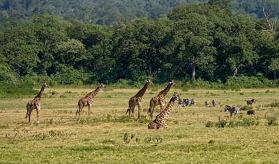 Tanzania Wildlife Expedition & Zanzibar Beach Excursion — 5
