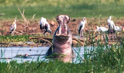 Safari de Luxo de 7 Dias pela Vida Selvagem na Tanzânia — 3