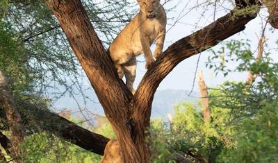 Safari de Luxo de 7 Dias pela Vida Selvagem na Tanzânia — 4
