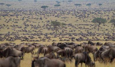 Safari de Luxo de 7 Dias pela Vida Selvagem na Tanzânia — 5