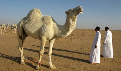 المملكة العربية السعودية - رحلة استكشافية إلى المملكة المجهولة - رحلة خاصة بصحبة مرشد — 5