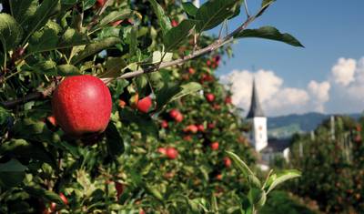 Lake Constance guided-biketour | Germany, Austria, Switzerland | 7 days — 5