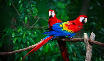 Hospede-se em um lodge no coração da floresta amazônica brasileira — 2