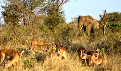 Kenia: Przygoda Safari 5 dni/4 noce (komfort Plus) — 2