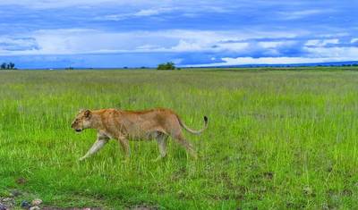 Kenia: Przygoda Safari 5 dni/4 noce (komfort Plus) — 3