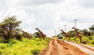 Kenia: Przygoda Safari 5 dni/4 noce (komfort Plus) — 5