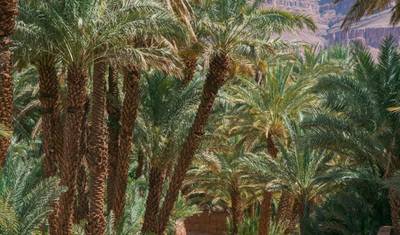 The Imperial Link: 3-Day Desert Tour from Fes to Marrakech — 5