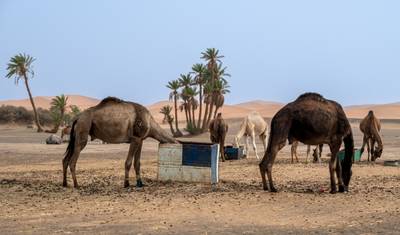 A Grandiosidade Saariana: Excursão de 4 Dias pelo Deserto de Fez a Marraquexe — 5