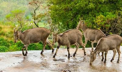 Magical Holiday in Amazing Kerala Tour!! — 4