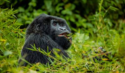 02 Days Gorilla Trek Rwanda — 3