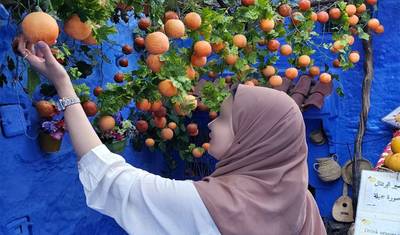 Moroccan Mosaic: Journey from Casablanca to Marrakech — 2