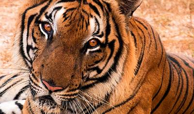 Przygoda Ranthambore Wildlife Safari Tour z kompletną Północną Indiami 15 dni — 5