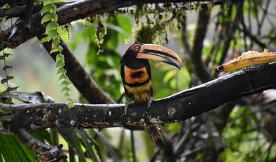 Natureza e Vida Selvagem do Equador: Andes, Amazônia e Galápagos — 3