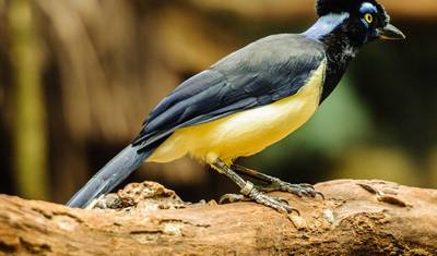 Amazon Ultimate Adventure for Thrill Seekers 6 Days/5 Nights — 2