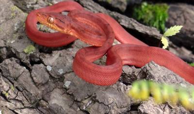 Amazon Ultimate Adventure for Thrill Seekers 6 Days/5 Nights — 4
