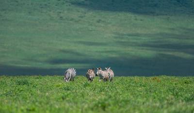 3 Dias: Lago Manyara, Ngorongoro e Tarangire — 5
