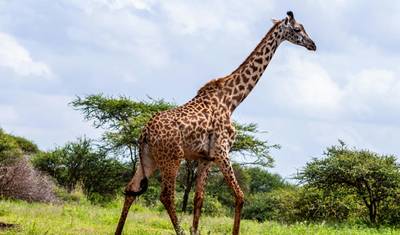 Da Praia à Savana: Safari de 1 Dia em Tsavo East partindo de Mombasa — 2