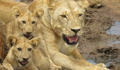 Da Praia à Savana: Safari de 1 Dia em Tsavo East partindo de Mombasa — 5