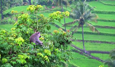 Bali & Lombok: Indonesia Highlights — 4