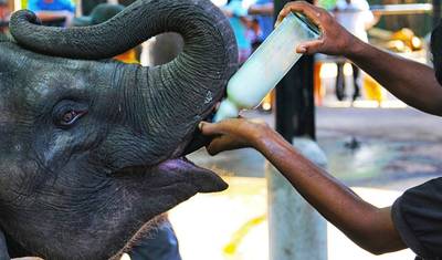 Wyjątkowa Sri Lanka – 10-dniowa wycieczka w małej grupie — 4