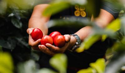 Panama's Best: The Canal, Coffee, and Cloud Forest Escape — 5
