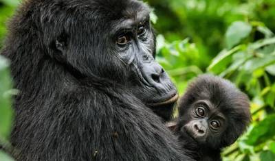 Ultimate Gorilla Trekking Uganda — 4