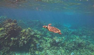 Flotilha de catamarã: abril e maio de 2025 nas Ilhas Abaco, Bahamas — 4
