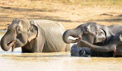 Templos, Chá e Leopardos no Sri Lanka com G Experiences — 5