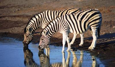 Deserts & Delta Easter Family Overland (Windhoek t — 4