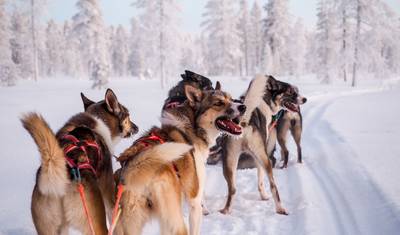 フィンランド - ラップランドの広大な自然を巡るハスキー犬ツアー — 3